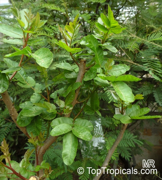 Pistacia vera, 10-100 Samen